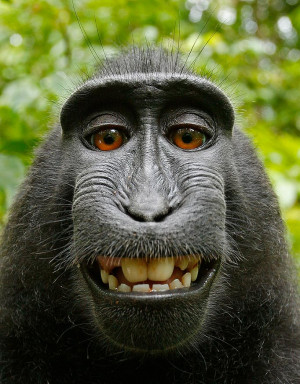 Say cheese! ... black macaque hijacks camera for self-portrait shots