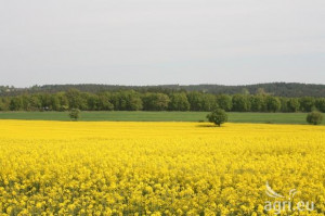 Futures quote prices tofucommodity market. Amp charts leading and ...