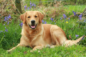 Most Popular Dog Labrador Retriever Top Types Dogs