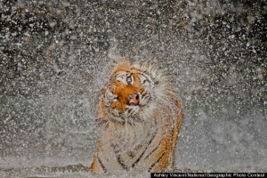 2012 National Geographic Winners: Nature's Raw Beauty Captured On ...