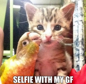 Best MEME 2014 Selfies