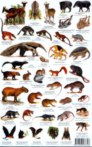 Mammals Names
