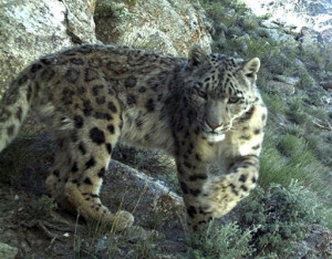 Snow leopards. A colony was recently discovered in Afghanistan, which ...