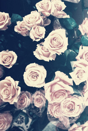 picture flower flowers pink rose roses background