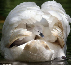 mother swan hiding baby swan under her wings... beautiful in every way ...