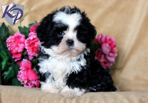 Related Pictures Pug Shih Tzu Mix Puppies For Sale