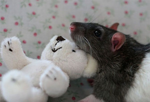 Pet Rats Posing With Teddy Bears is Way Cuter Than You’d Think