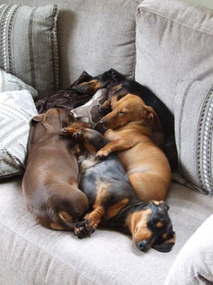 Weenie Dogs