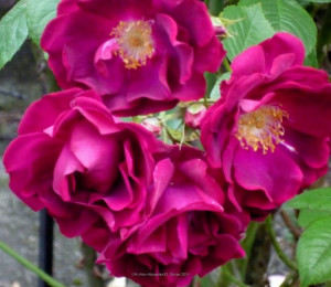 ... Of Beautiful Red Purple Rose Flowers In The Garden ~ Life Inspiration