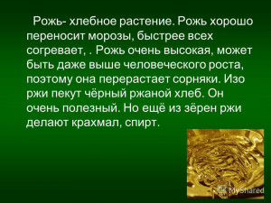 Рожь- хлебное растение. Рожь хорошо ...