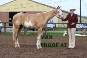 ... Stock Breed Horse Show! at the Forum Contests forum - Horse Forums