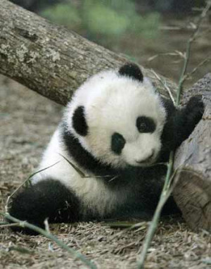 Very Cute Baby Panda Desktop Wallpapers