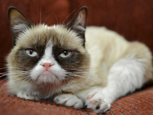 Grumpy Cat Comes to Downtown Santa Monica