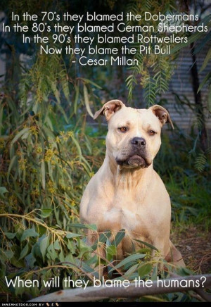 pitbull | Tumblr | We Heart It