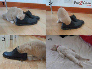 ... Stinky Feet Funny Shoes Which Make Cat Senseless. These Funny Stinky