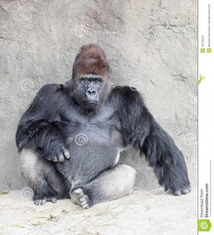 Mountain Gorilla From Group