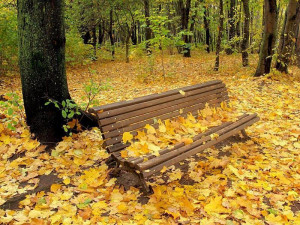 Autumn natures seasons 17473712 800 600 - autumn season