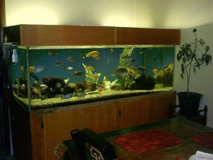 Large Fish Tanks Aquariums
