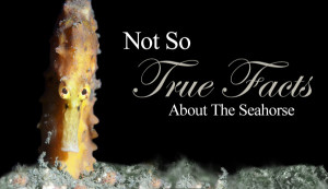 Not So True Facts About The Seahorse