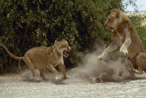 Lion Panthera Leo Balks At A Lioness Photograph - A Lion Panthera ...