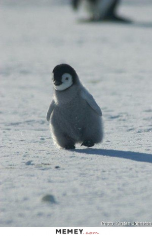 Cute Penguin Walking In The Snow