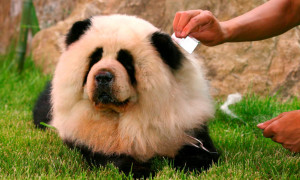 En voksen panda-chow chow. Foto: Reuters / Scanpix.