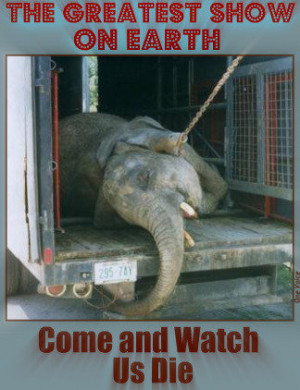 traveling circus Tuesdayclaimed she witnessed vicious acts of animal ...