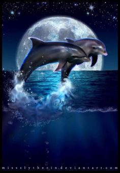 moon dolphins more grampus dolphins dreams atlantis healing dolphins ...