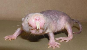 Mole-rats' secret can help brain survive in oxygen scarcity