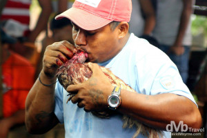 Kiss of life. Cock/rooster fighting, Leon, Nicaragua. June 16th 2013.