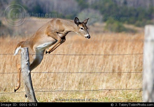 Stock Photo: Jumping Whitetail Deer Doe Picture