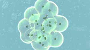 Egg cell and sperm cell during in vitro fertilization: Science Library