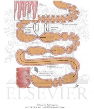 Small Intestine Anatomy and Physiology