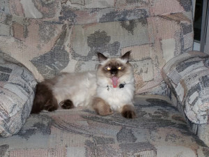 Homeward Bound Sassy Quotes