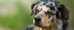 Avoiding Dog Attacks and Dog Bite Injuries