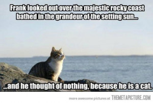 Funny photos funny cat inspirational quote