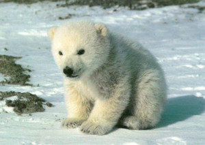 Here you'll find the polar bears pics...