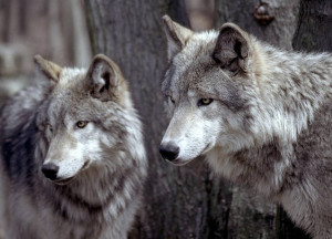 The Wolf: Quotes & Sayings