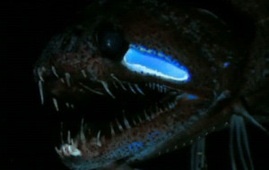 animal fish sea deep sea bioluminescence