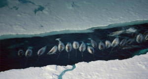 ... extinction and there are still areas where narwhal hunting is still