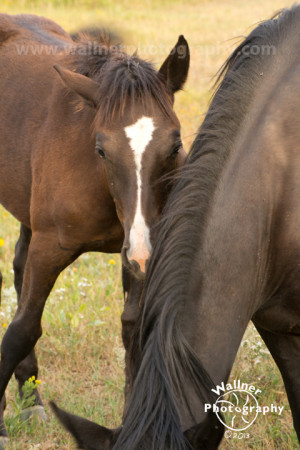 close up pictures of the pony, but she kept hiding behind her mom