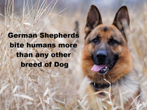 German Shepherds bite human more than any other breed of dog.
