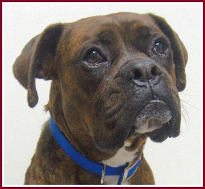 Boxer Puppies For Sale In Colorado. Quotes Boxer Puppy Quotes