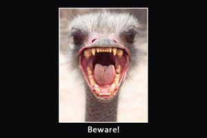 would definitely beware of this ostrich!