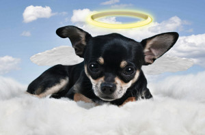 Pope Francis Says All Dogs (And Cats) Do Go To Heaven