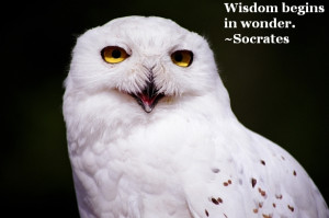 Socrates Quote on Wisdom