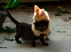 Playful Kittens