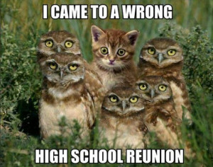 Cat meme – I came to the wrong high school reunion