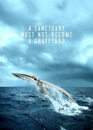 ... : It’s called the Southern Ocean Whale Sanctuary for a reason