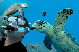 Incredible Photo of Turtle vs Snorkel - Great Barrier Reef, Australia